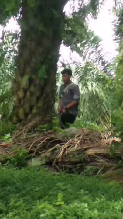#Viral Mesum di kebun sawit terekam camera