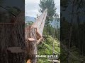 Timber Cutter | TRIGVI.COM | Lumberjack forum