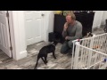 Puppy Lincoln learns DOWN with verbal only Name (cue)