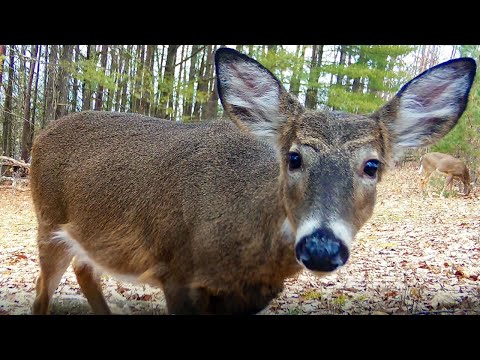 Jan 2023 PA Trail Cam Videos:  Deer, Turkeys, Coyotes, Foxes +