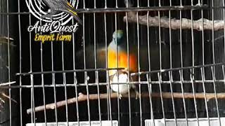 Hybrid Bondol Hijau Binglis Vs Emprit Jepang Crossbreeding Pintailedparrotfinch Vs Societyfinch