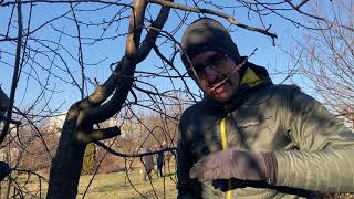 Idős meggy metszés 2021 március