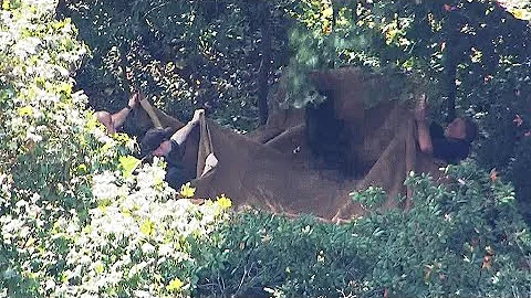 Web Extra: Tranquilized Little Bear Falls From Tree