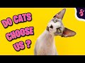 Are You your Cat's Favorite Person? | Furry Feline Facts