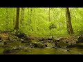 幻想的な森の中を静かに流れる川のせせらぎ（川の音）【大自然,勉強,作業,集中,睡眠,癒し,瞑想,リラックス,赤ちゃん寝かしつけ,高音質,落ち着くBGM,自律神経を整える,ASMR】