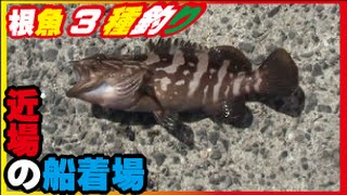 コアラ、カサゴ、アイナメ釣り近所の堤防(33話目)