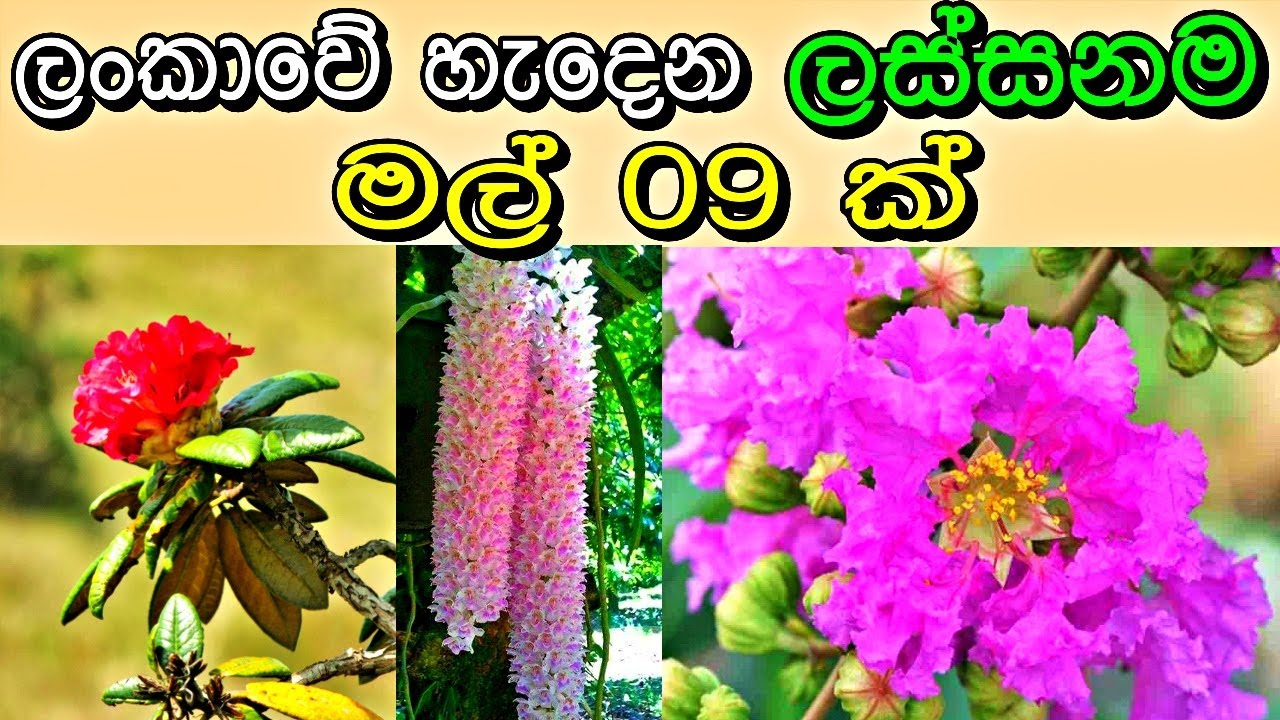ලස්සන මල් / ශ්‍රීලංකාවේ දුර්ලභ මල් /Rare flowers/මහරත් මල් /ගුරුලු රාජ /මුරුත/බිම් කොහොඹ/ඉඟුරුපියලි