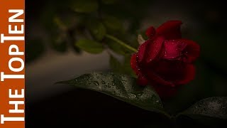 The Top Ten Most Beautiful Roses In The World