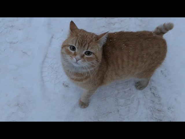 5 cats on the street on a snowy day