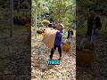 How much money does a person earn for catching a durian fruit? #shorts #media