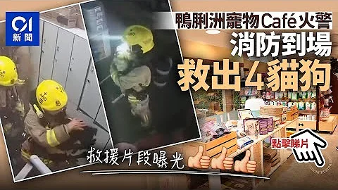 鸭脷洲宠物店失火　消防员及时救出4猫狗　救援片段曝光获激赞︳01新闻 - 天天要闻