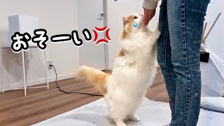 あこ 白 概要 猫 み 欄 ゃ