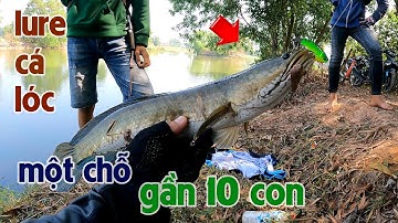 Câu Lure Cá Lóc ✅ Câu Cá Lóc Khúc Ao Huyền Thoại Trúng Mánh Gần 10 Con | Tâm Râu Vlog #212
