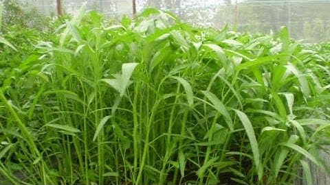 Thử Trồng rau muống trong nhà kính vào mùa lạnh ở Nhật Bản- Kan nè