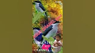 SUARA BURUNG JINJING BATU PIKAT