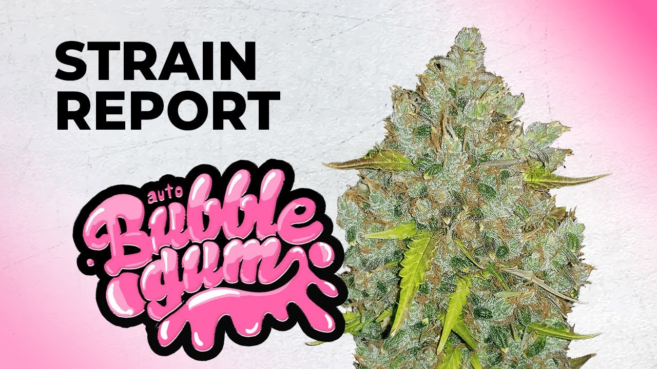 Bubble Gum Auto Strain Review Fast Buds Indica YouTube