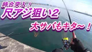 尺アジ狙い2！納竿前の時合突入！思わぬゲスト大サバ！波止からカゴ釣りで狙う　水軒一文字