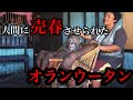 【実話】人間相手に体を売らされた、オランウータンのポニー