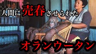 【実話】人間相手に体を売らされた、オランウータンのポニー