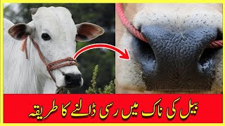 Piercing Bull Nose Nath Dalnay Ka Tarika Fancy Birds And Animals