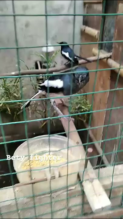 Download lagu Kacer betina over birahi