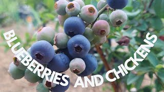 Blueberries in the Chicken Food Forest 9
