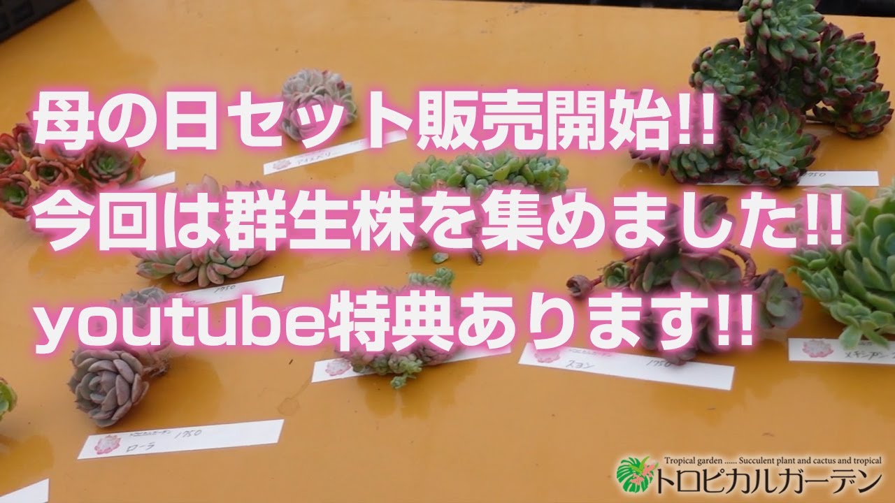 トロピカルプランツ　さん① Succulents] Mother's Day set now on sale!! This time we have