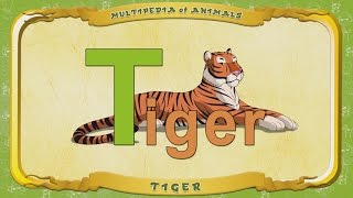 Multipedia Of Animals. Letter T - Tiger