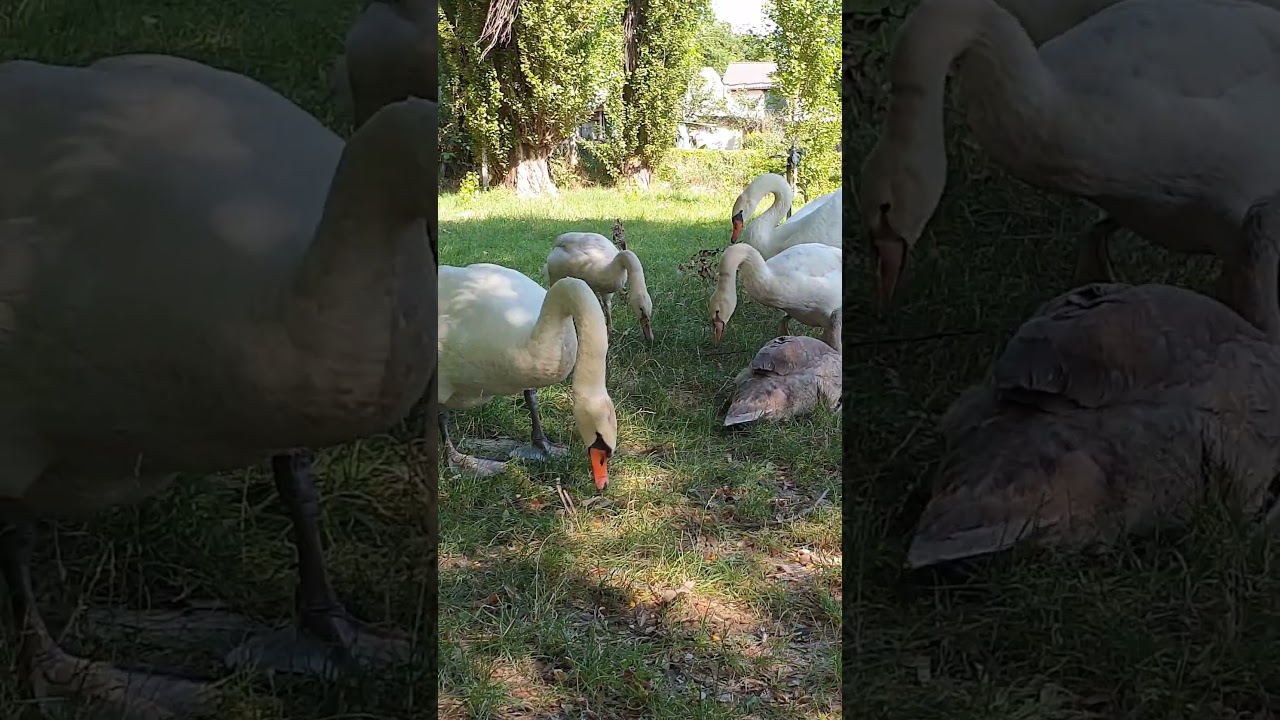 swan attacks a black kitten 