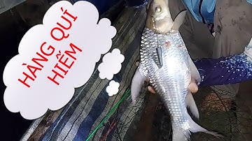 🦐Fishing 94🐟Câu Cá Trê Cá Cóc To Đã Tay Ghê🐟