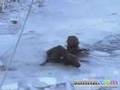 Dog rescued from icy pond