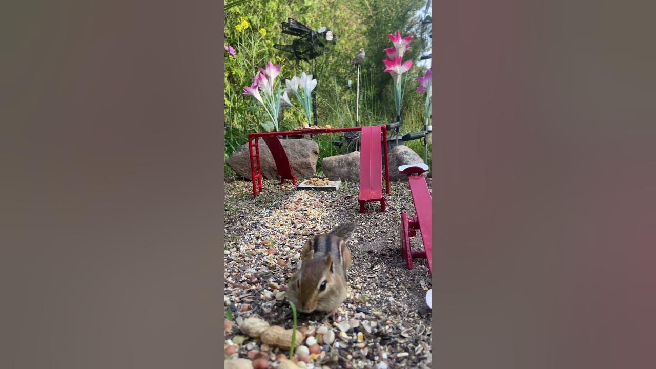 Chipmunk Monkey Bars Mayhemshorts YouTube