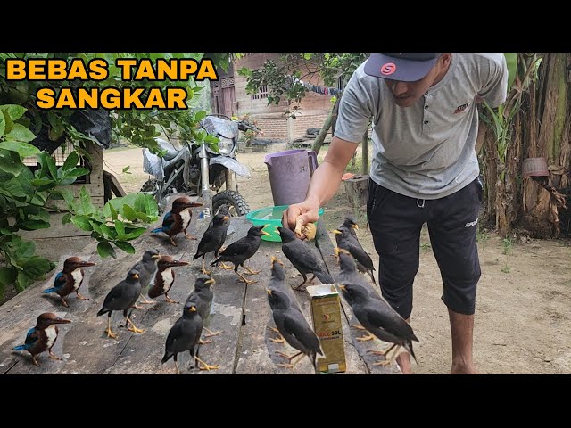 MENGEJUTKAN_ABANG INI SUKSES PELIHARA BURUNG TANPA SANGKAR😵 class=