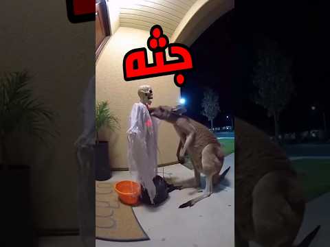 مواقف اجنبيه خدلك ضحكه مع اسامه ضحك كوميدي كوميديا حيوانات اليفه حيوانات مفترسه قطط قطط