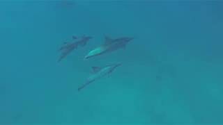 weekend fun dives