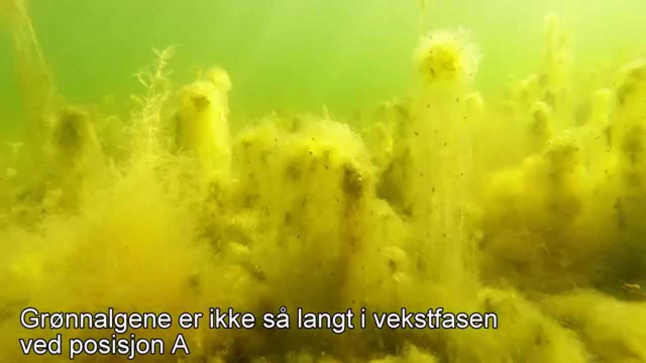 Tilstandsvurdering på Ålegress i Indre Viksfjord 27.04.14