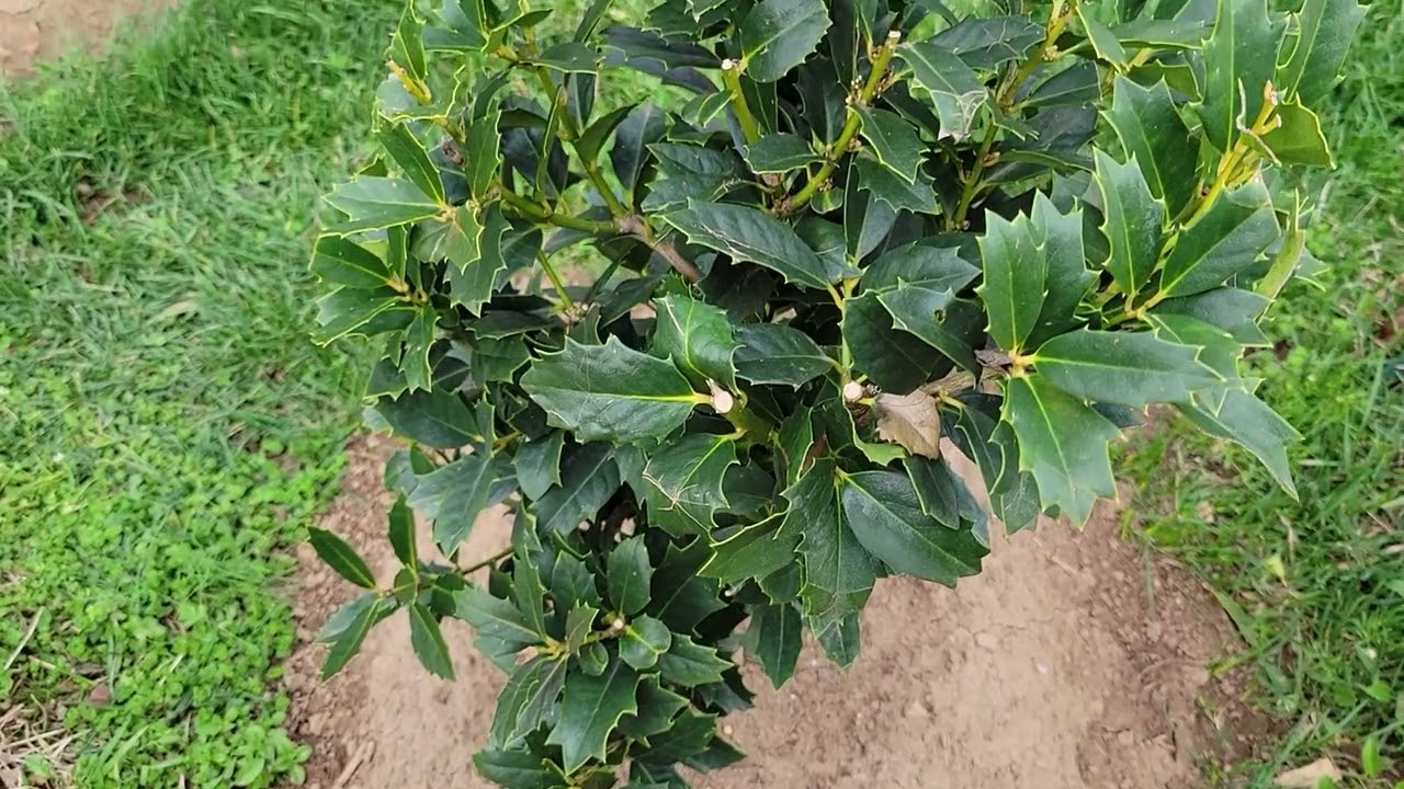 果物 Holly Oakland Holly, Steeds Holly & Christmas Jewel Holly - YouTube