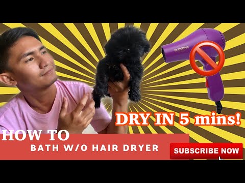 COMO BANHO E SECO A CACHORRO SEM secador de cabelo | SUPER marcos Vlogs