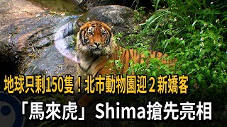 台北市立動物園添新成員 極度瀕危「馬來虎」亮相－民視新聞