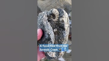 I can’t believe I found this perfect fossil easily!🤩#shorts#fossil