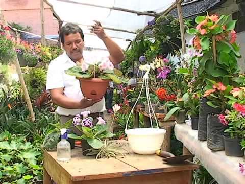 Video: Tipos Y Variedades De Gloxinia (37 Fotos): Descripción De Terry Gloxinia, Variedades 