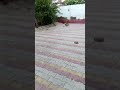 ball reverse magic trick ⭐# magic # reverse #viral # trending # video