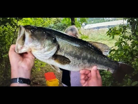 LARGEMOUTH BASS TOPWATER EXPLOSIONS ON NATIVE SHINERS, 9 BASS DAY WITH MY WIFE #fishing #bassfishing