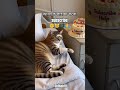 😺🎂cat birthday celebration🇺🇲😺 #Cat #CuteCat #CatShorts #Kitten #FunnyCat #CuteAnimals