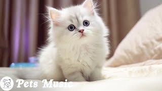 EXTREMELY Soothing Cat Therapy Music  Relax Your Cat! Cat Music  Music to Help Your Kitty Sleep