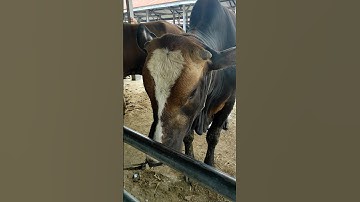 Sapi Moo, Suara Sapi, Sapi Lucu, Sapi Jumbo, Sapi Brahman #shorts #sapi #lembu #cow