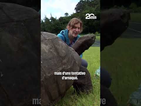 La plus vieille tortue du monde victime d’une arnaque à la cryptomonnaie