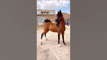 شاهد الخيل العربي الاصيل Shorts 