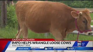 IMPD called to help wrangle loose cattle - YouTube