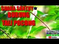 Suara Burung Tali Pocong Di Alam Bebas Mp3 - Mp4 Download